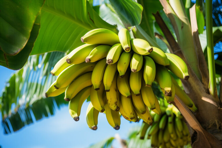 A Revolução da Banana: Combate ao fungo com biotecnologia