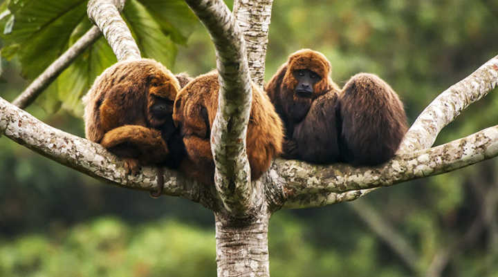 O olhar do bugio, registrado por Leonardo Merçon, alerta sobre a febre amarela. Macacos não transmitem a doença. Ajude a divulgar!