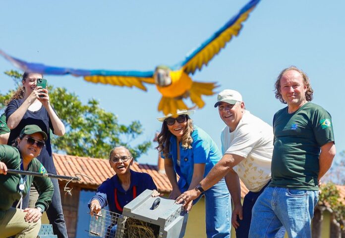 arara__800X553.jpg