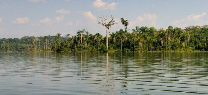 CGU Avalia Mercado de Carbono no Brasil: Oportunidades e Desafios para a Geração de Créditos em Florestas Públicas